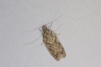 Gelechia muscosella