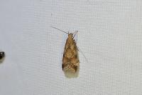 Brachmia blandella
