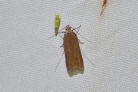 Acompsia cinerella
