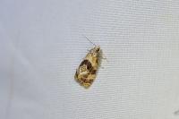 Phalonidia manniana
