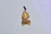 Acleris holmiana