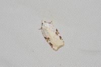 Acleris kochiella