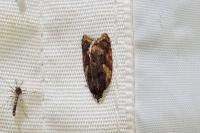 Acleris umbrana