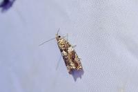 Epinotia abbreviana