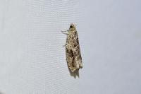 Epinotia signatana