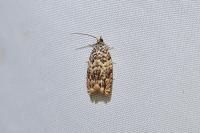 Gypsonoma minutana