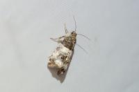 Notocelia trimaculana