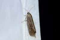 Endothenia quadrimaculana