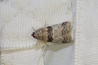 Sciota rhenella