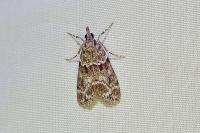 Eudonia mercurella