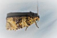 Celypha lacunana