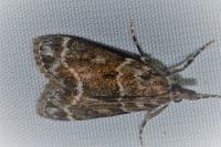 Eudonia mercurella