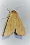 Mythimna pallens