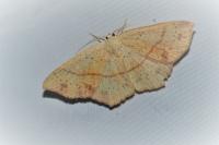 Cyclophora punctaria