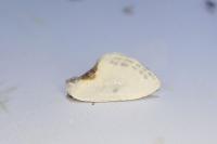 Cilix hispanica
