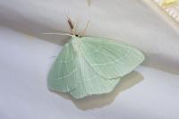 Hemistola chrysoprasaria
