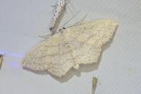 Scopula nigropunctata