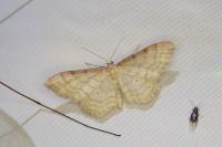 Idaea humiliata
