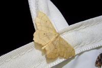 Idaea emarginata