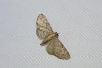 Eupithecia haworthiata