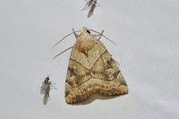 Cosmia trapezina