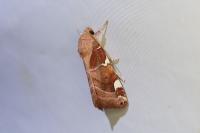 Cosmia diffinis