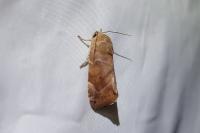 Cosmia affinis