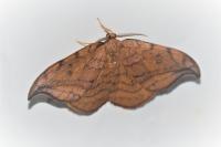 Drepana curvatula
