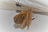 Euchoeca nebulata