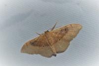 Idaea degeneraria
