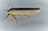 Eilema caniola