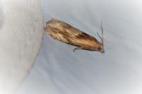 Eucosma cana
