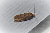 Bryotropha desertella/politella/terrella