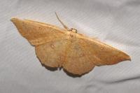 Cyclophora linearia