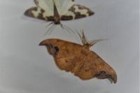 Sabra harpagula