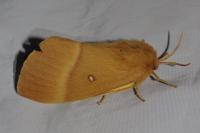 Lasiocampa quercus