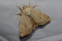 Cosmia trapezina
