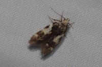 Teleiodes luculella