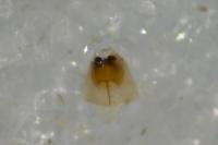 Oinophila v-flavum