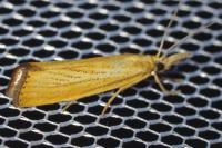 Agriphila straminella