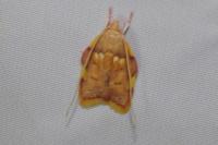 Carcina quercana