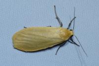 Wittia sororcula