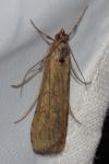 Nomophila noctuella