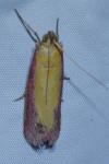 Oncocera semirubella