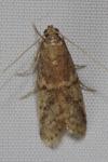 Ephestia