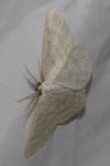 Cabera exanthemata