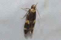 Oegoconia