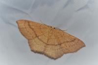 Cyclophora linearia