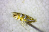 Phyllonorycter maestingella