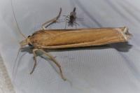 Ancylolomia tentaculella